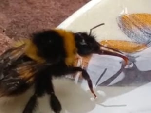 Tails from South Moor | Bee Kind by vet Lou Newman